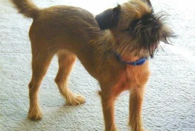 Griffoncino di bruxelles