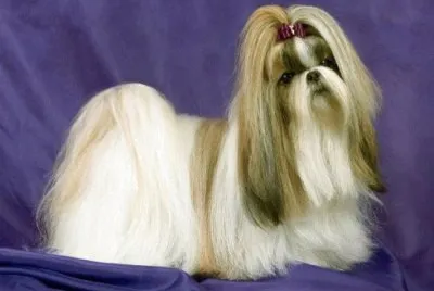 Lhasa apso