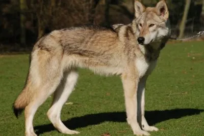 Tamaskan jigsaw puzzle