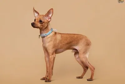 Russian toy terrier