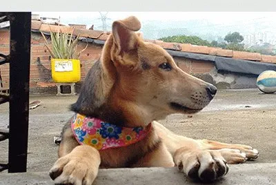 Cachorra traviesa