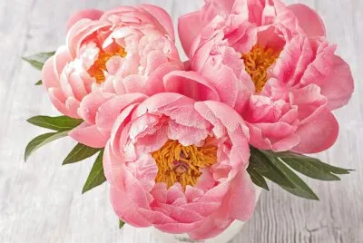 peonie