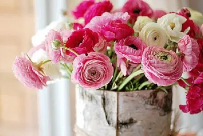 peonie