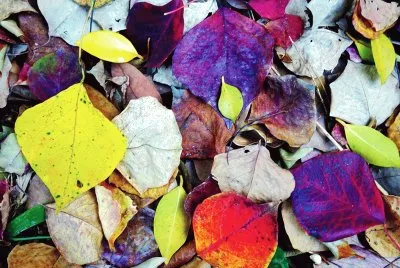 Fallen leaves