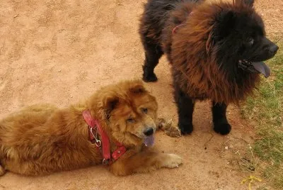 Dupla de chowchow