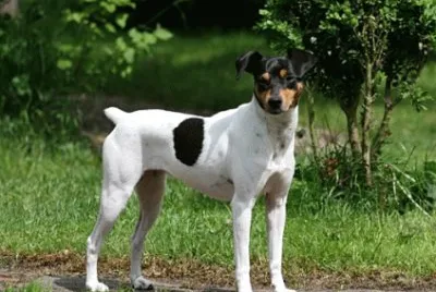 Ratonero bodeguero andaluz