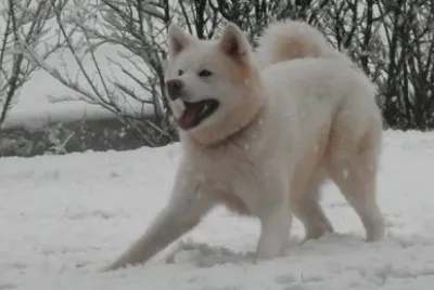 Akita inu