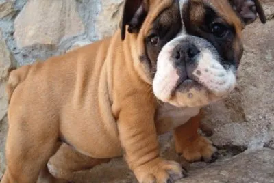 Bulldog  americano