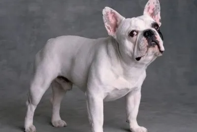 Bulldog francese