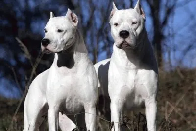 Dogo argentino
