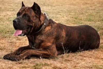 Presa canario