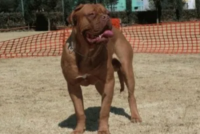 Dogue di bordeaux