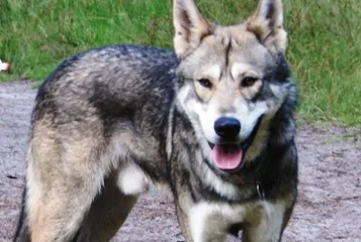 Lupo ibrido jigsaw puzzle