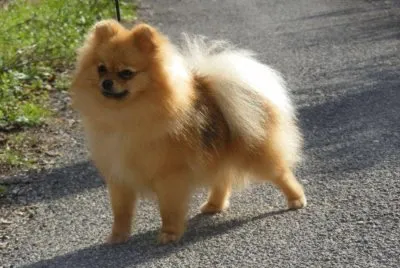 Volpino di pomerania