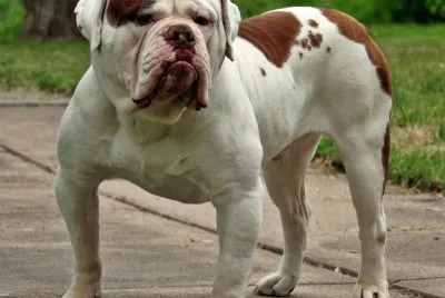 Old english bulldog