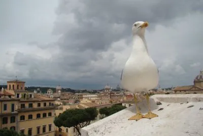 Roma