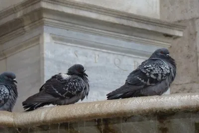 Roma