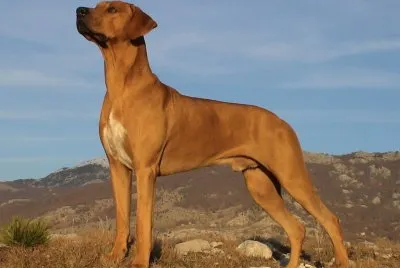 Rhodesian ridgeback