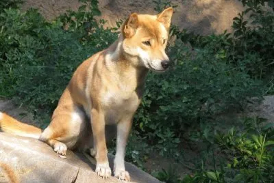 Canoro della nuova guinea jigsaw puzzle