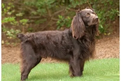 Boykin spaniel