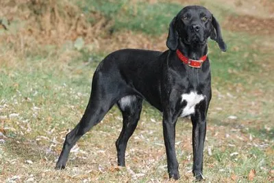 Plott hound