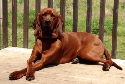Redbone coonhound