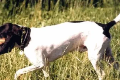 Segugio svizzero del bernese