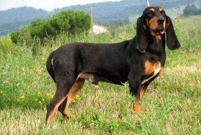 Segugio svizzero del giura