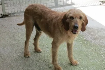 Segugio lepraiolo di cravin