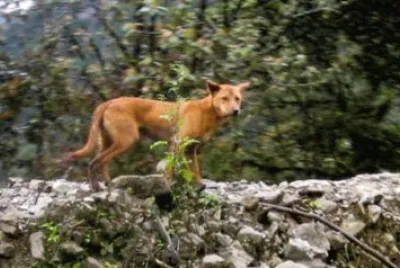 Selvatico delle montagne della nuova guinea jigsaw puzzle