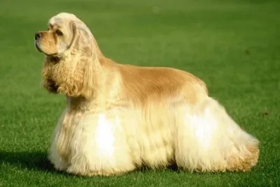 Cocker spaniel americano