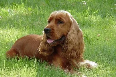 Coker americano fulvo