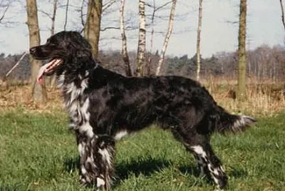 Munsterlander grande