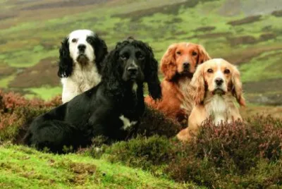 Cocker spaniel inglesi