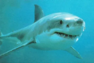 shark jigsaw puzzle