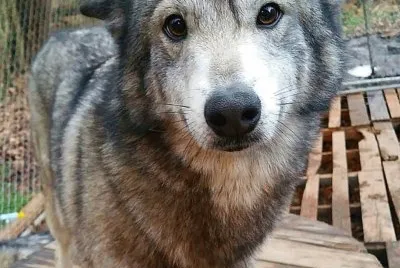 â™¥ jigsaw puzzle