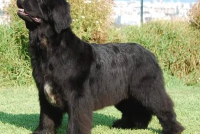 Islan black paradise kennel