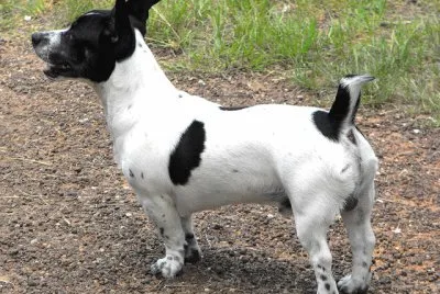 Terrier teddy roosevelt