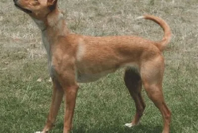 Podengo portoghese grande