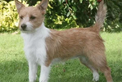 Podengo portoghese piccolo