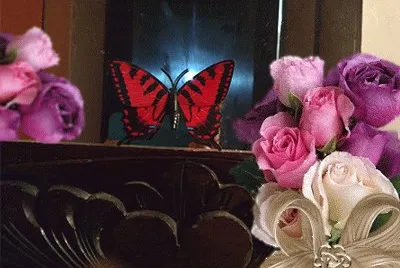 Mariposa Vanidosa