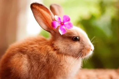 soÃ±ar con una coneja