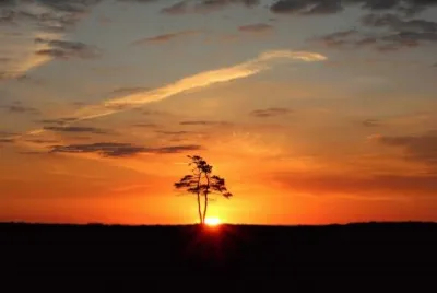 Lone tree jigsaw puzzle