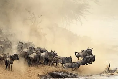 masai_mara