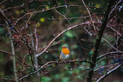 Robin