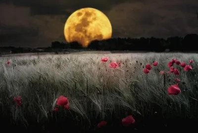 Luna6