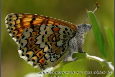 papillon marmotte