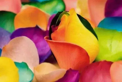 èŠ±ç“£