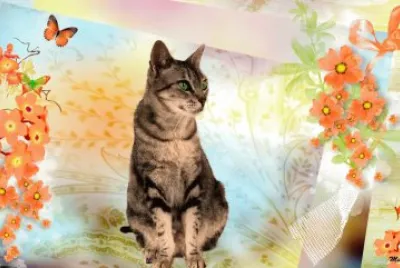 Gato