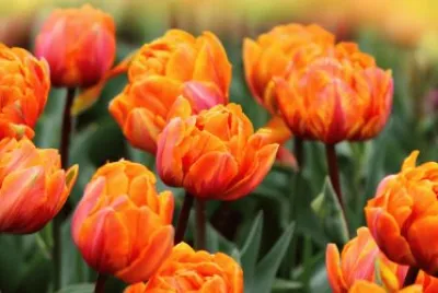 Flores jigsaw puzzle